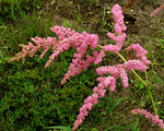 Astilbe 'Staburadze'