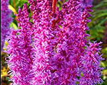 Astilbe 'Superba'