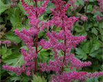 Astilbe 'Veronika Klose'