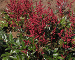 Astilbe 'Vesuvius'