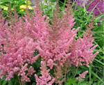 Astilbe 'Vision in Pink'