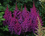 Astilbe 'Vision in Red'