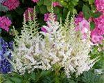 Astilbe 'Vision in White'