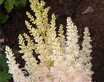 Arendsi astilbe 'Weisse Gloria'