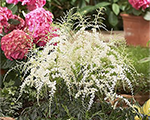Astilbe 'White Sensation'