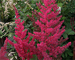 Arendsi astilbe 'William Reeves'