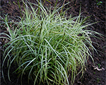Grīslis palmu 'Silberstreif'