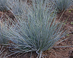 Auzene zilganā 'Elijah Blue'