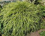 Ainuroog 'Albostriata'