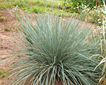 Pļavauzīte mūžzaļā 'Pendula'