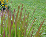 Imperata cilindriskā 'Red Baron'