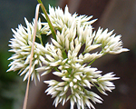 Zemzālīte sniegbaltā 'Lucins'