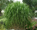 Miskante Ķīnas 'Giganteus'