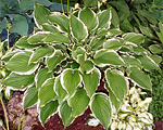 Hosta 'Albomarginata'