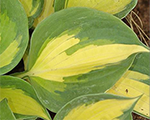 Hosta 'Beach Boy'