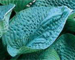 Hosta 'Big Daddy'