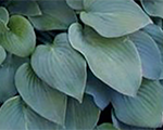 Hosta 'Blue Cadet'