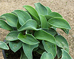 Hosta 'Blue Mouse Ears'