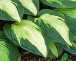 Hosta 'Captain Kirk'