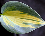 Hosta 'Catherine'