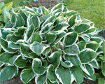 Hosta 'Crispula'