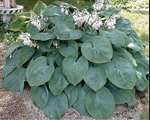 Hosta 'Elegans'