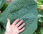 Hosta 'Empress Wu'