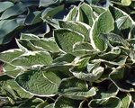 Hosta 'Francee'
