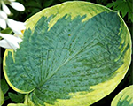 Hosta 'Frances Williams'