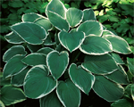 Hosta 'Frosted Jade'