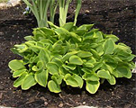 Hosta 'Golden Tiara'