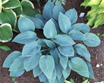Hosta 'Halcyon'