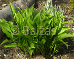 Hosta 'Lancifolia'
