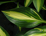 Hosta 'Lakeside Little Tuft'
