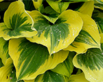 Hosta 'Liberty'