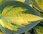 Hosta 'Orange Marmalade'