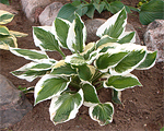 Fortune'i hosta  'Patriot'