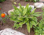 Hosta 'Paxton's Original'