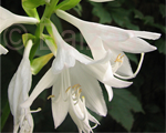 Fragrant plantain lily 'Royal Standart'