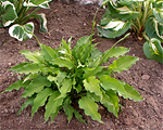 Hosta minor