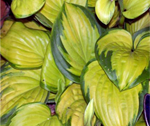 Hosta 'Stained Glass'