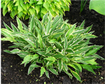 Hosta 'Stiletto'