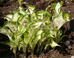 Hosta 'Undulata'