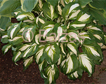 Hosta 'Univittata'