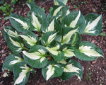 Hosta 'Whirlwind'