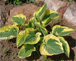 Hosta 'Wide Brim'