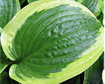 Hosta 'Queen Josephine'