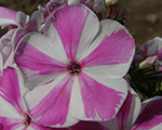 Floksis skarainais 'Adessa Lilac Twist'
