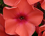 Floksis skarainais 'Adessa Orange'