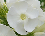 Floksis skarainais 'Adessa White'